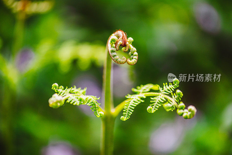 蕨类植物的Macrophotography Shots